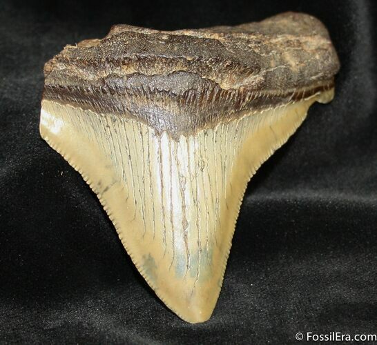 Bargain Inch Megalodon Tooth #1166